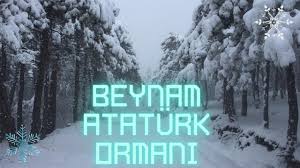 BEYNAM ORMANLARI
