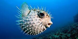 Japonların Ölümcül Lezzeti Fugu
