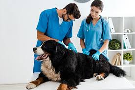 Köpeklerde Hazımsızlık Sorunu nedir, Nasıl Anlaşılır?