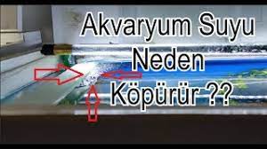 Akvaryumdaki su neden köpürür ve bu konuda ne yapılmalı?