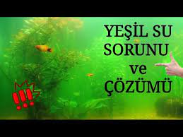 Akvaryumdaki Su Neden Yeşile veya Sarıya Döner?