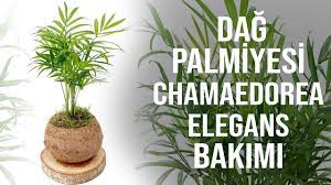 Dağ Palmiyesi Chamaedorea Bakımı Nasıl Yapılır?