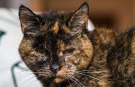 Dünyanın En Yaşlı Kedisi Flossie