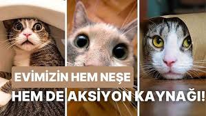 Dünyanın En Yaşlı Kedisi Flossie
