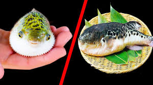 Japonların Ölümcül Lezzeti Fugu