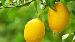 Hamilelikte Limon Yemek Ne Anlama Gelir?