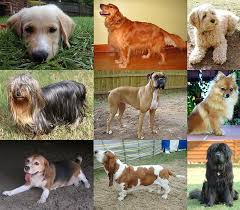 Köpeklerde Hazımsızlık Sorunu nedir, Nasıl Anlaşılır?
