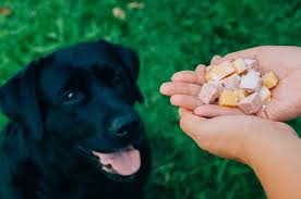 Köpeklerde Hazımsızlık Sorunu nedir, Nasıl Anlaşılır?