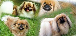 Pekinez Cinsi Köpeklerin Özellikleri ve Bakımı