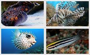 Uzak Durulması Gereken Dünyadaki En Zehirli 8 Balık