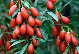Şifa Kaynağı Kurt Üzümü Goji Berry Faydaları Nedir