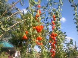 Şifa Kaynağı Kurt Üzümü Goji Berry Faydaları Nedir