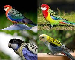 Evde Beslenebilecek 6 Papağan Türü