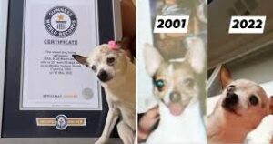 Dünyanın En Yaşlı Köpeği TobyKeith