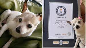 Dünyanın En Yaşlı Köpeği TobyKeith