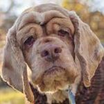 Köpeklerde Halsizlik