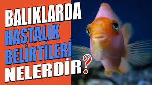 Hangi belirtiler balıkların hasta olduğunu gösterir?