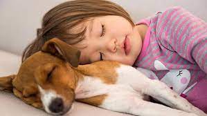 Kabus görüyorsa köpeğimi uyandırmalı mıyım?