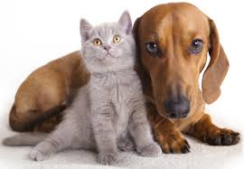 Kediler ve Köpeklerde Bit Sorunu Nasıl Tedavi Edilir?