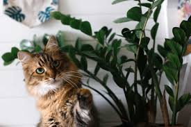 Kediler için güvenli olan 12 iç mekan bitkisi