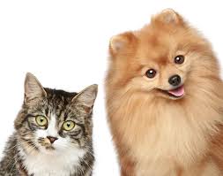 Kediler ve Köpeklerde Bit Sorunu Nasıl Tedavi Edilir?