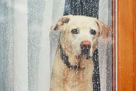 Köpekler Sahiplerinin Eve Geleceğini Nasıl Anlar?