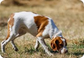 Köpekler Sahiplerinin Eve Geleceğini Nasıl Anlar?