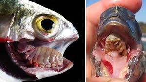 Hangi belirtiler balıkların hasta olduğunu gösterir?