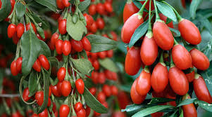 Şifa Kaynağı Kurt Üzümü Goji Berry Faydaları Nedir